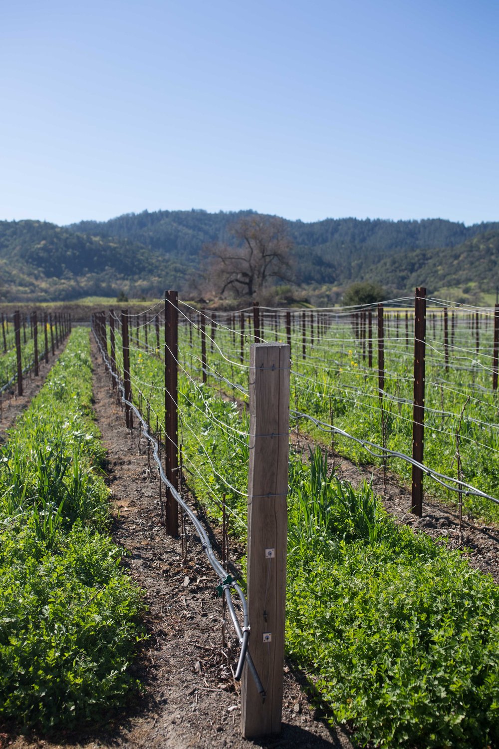 napa valley vineyards 