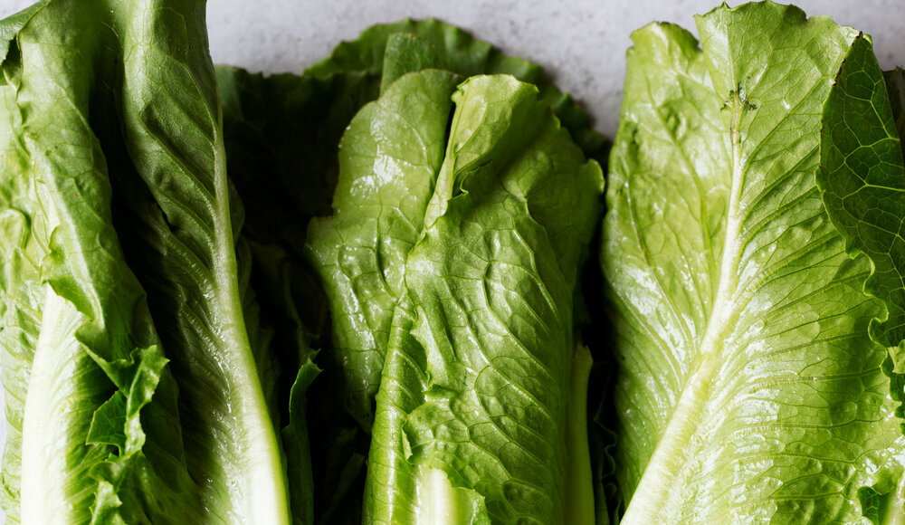 romaine lettuce