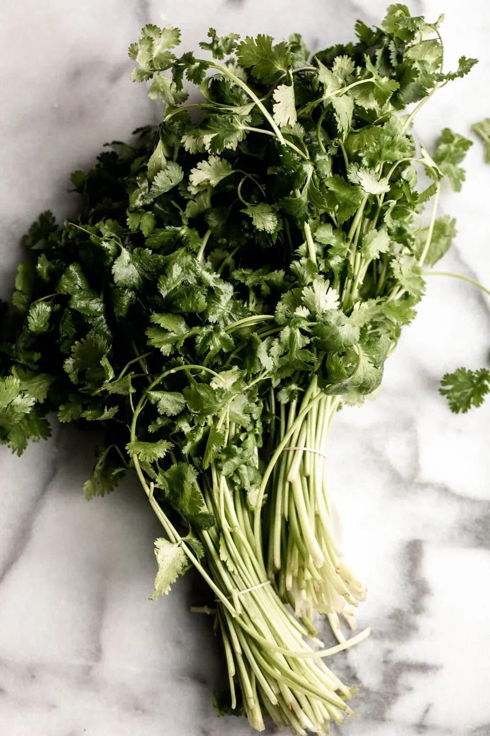 bunch of cilantro