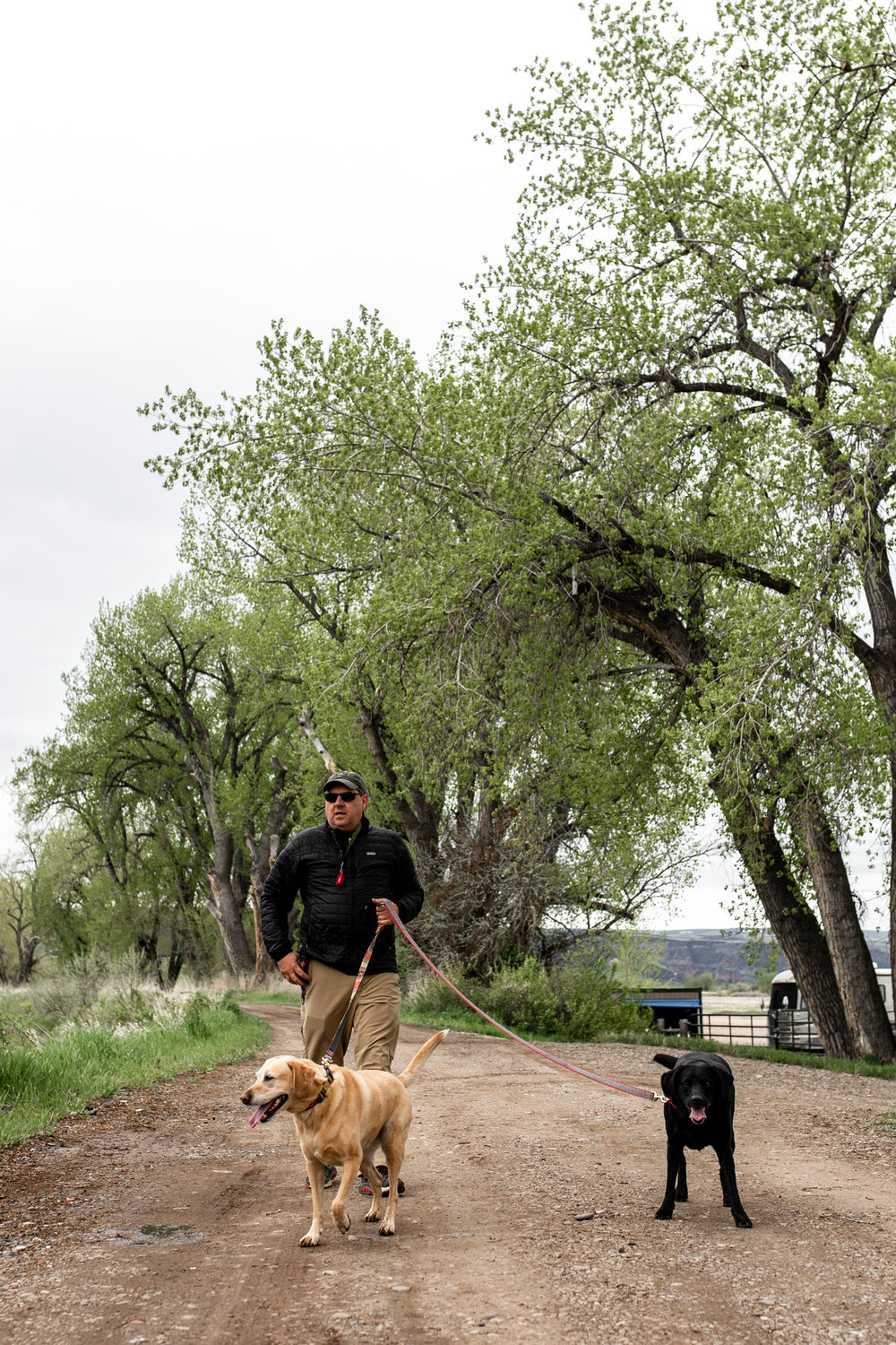 walking dogs in montana