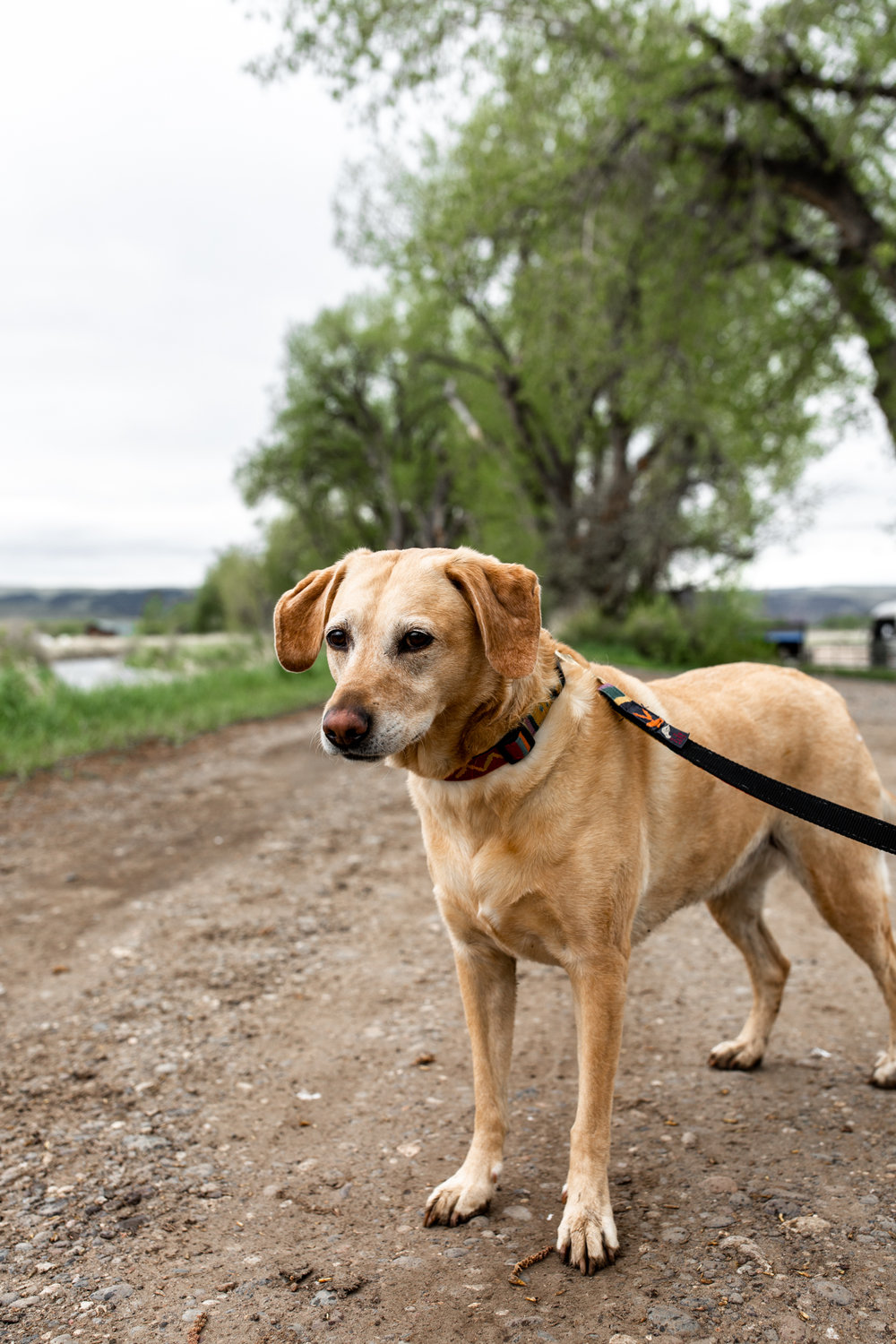 Remington yellow lab