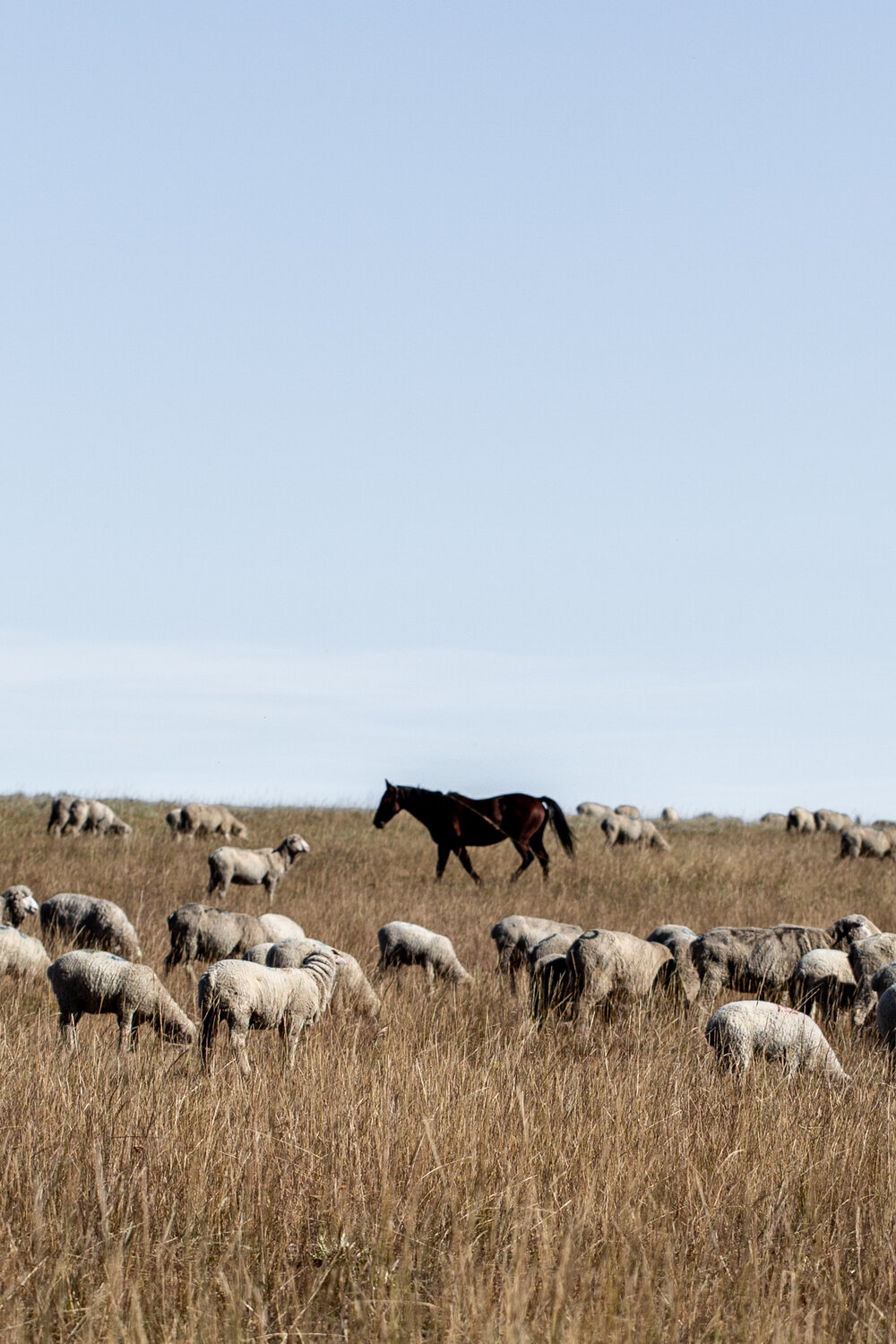 horse and sheep in pasture