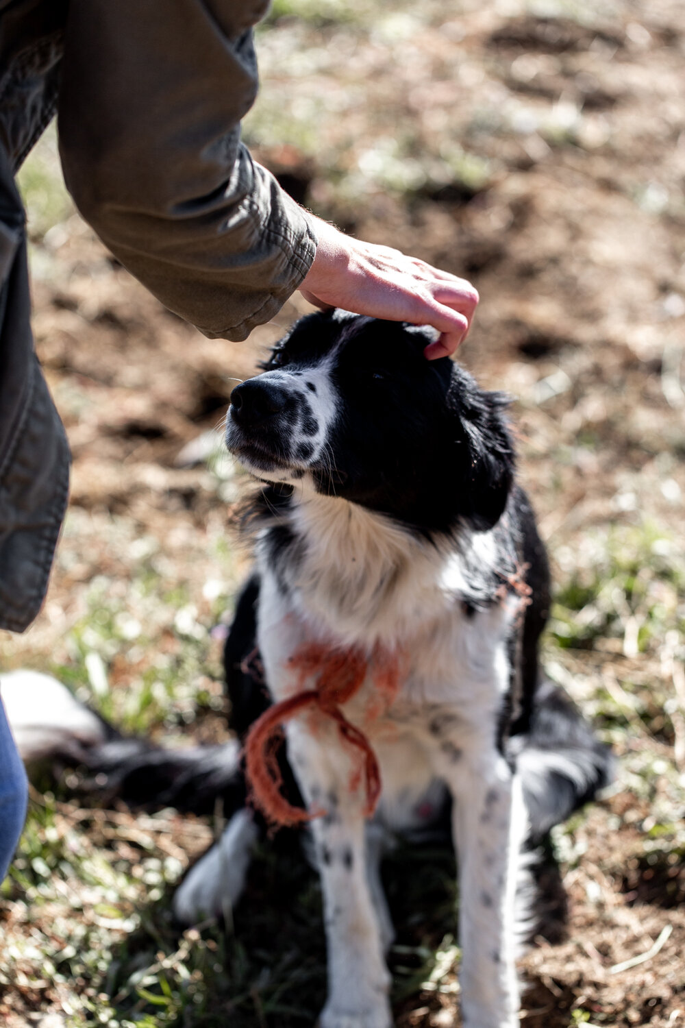 collie dog