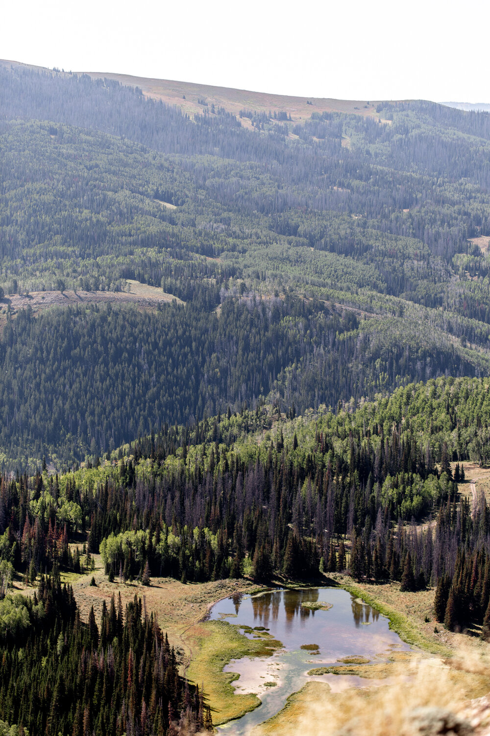 river and trees 