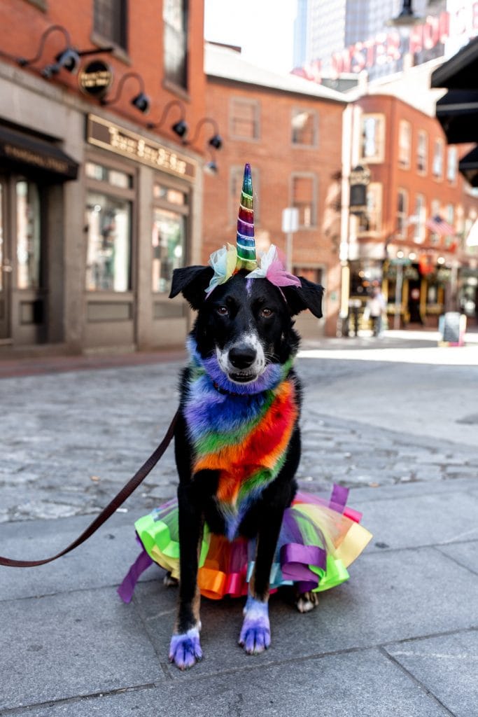Dog dressed for pride parade.