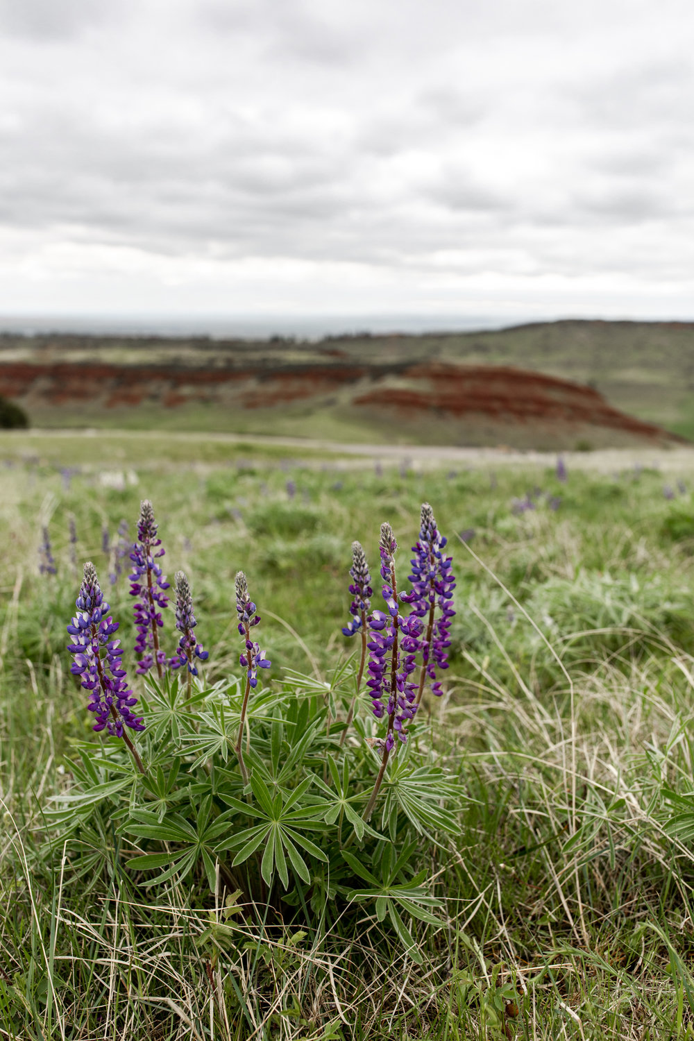 Purple flowers in montana field
