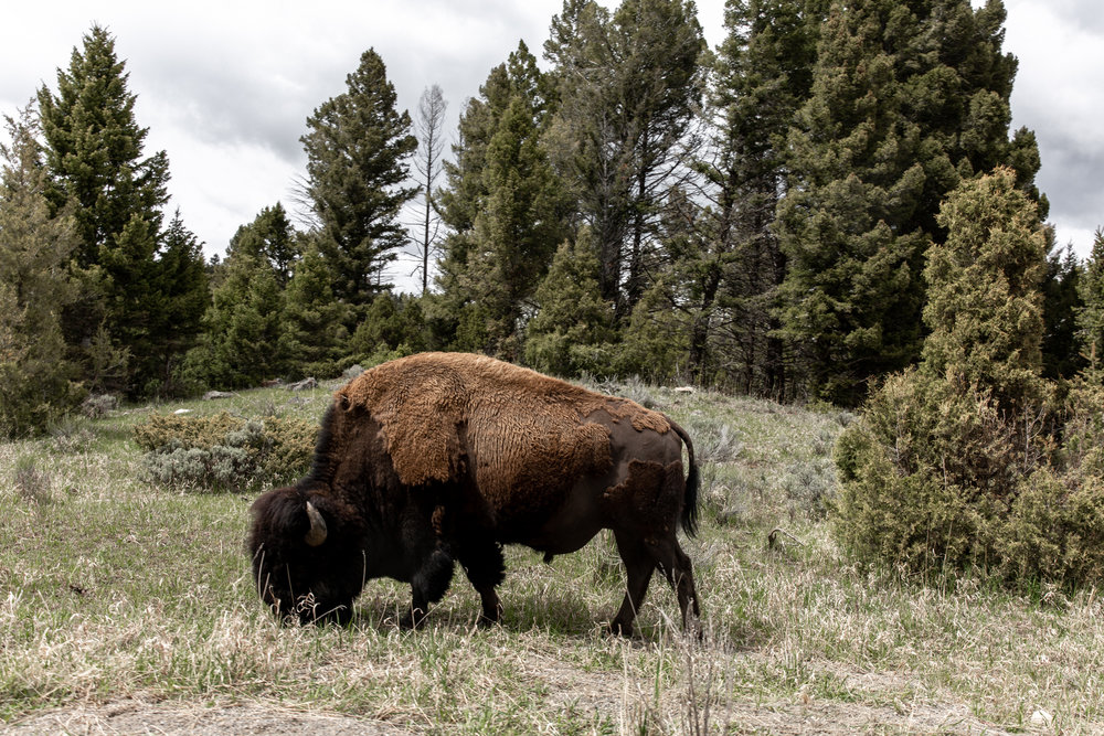 Yellowstone national park Montana Bison