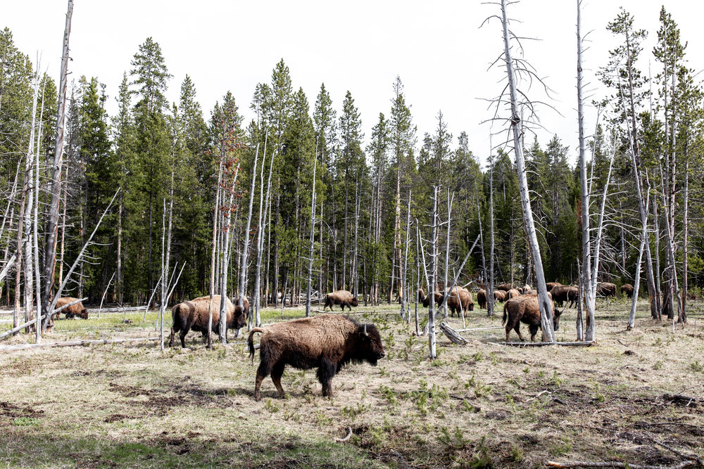 herd of bison Yellowstone national park Montana