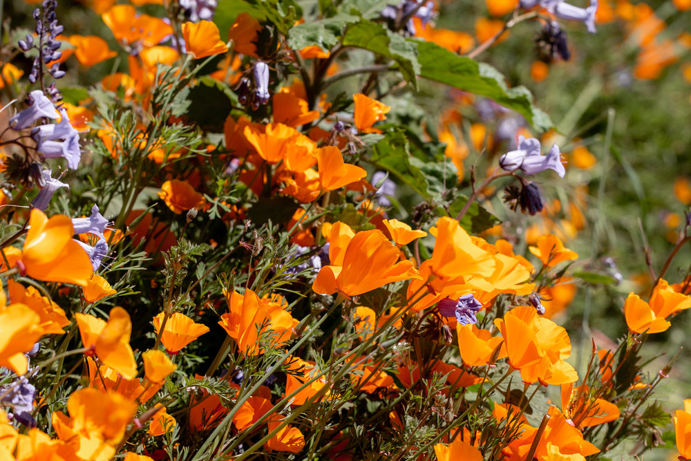 super bloom poppys and purple flowers 