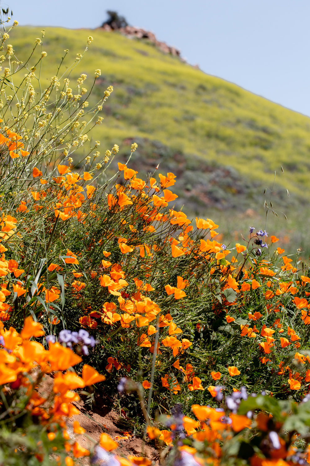 super bloom-62.jpgCalifornia Day-trip: Lake Elsinore Poppy “Super Bloom”