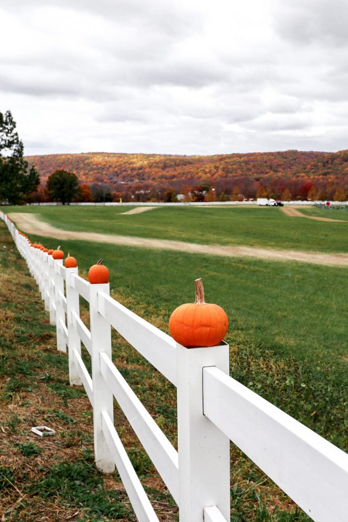 ort farms long valley new jersey fall pumpkins on white fence