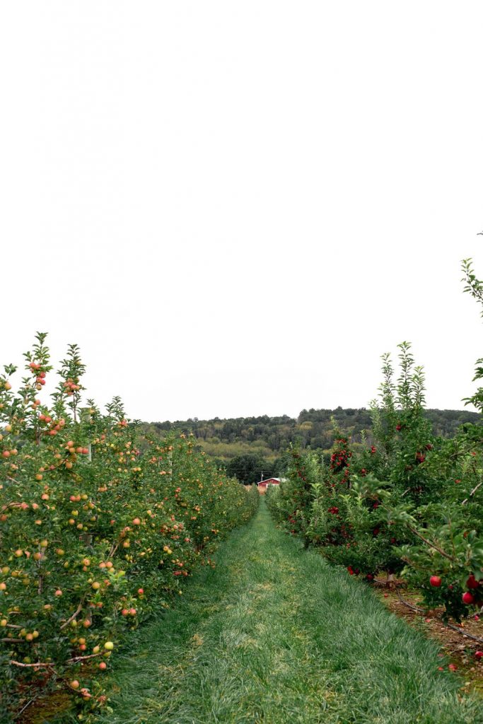 melick's town farm apple orchards