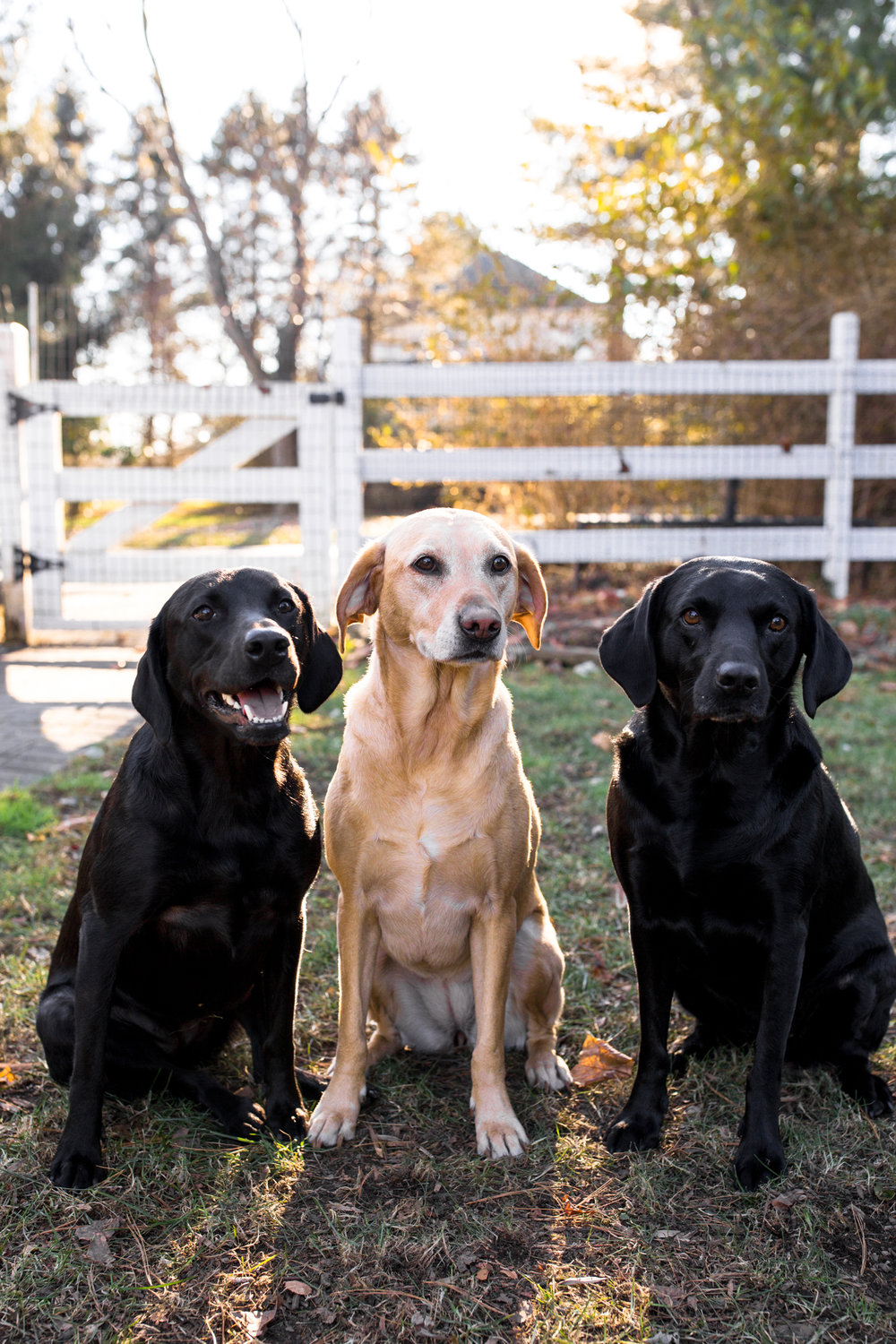 three dogs remi fenway dixie british labs cooking with cocktail rings