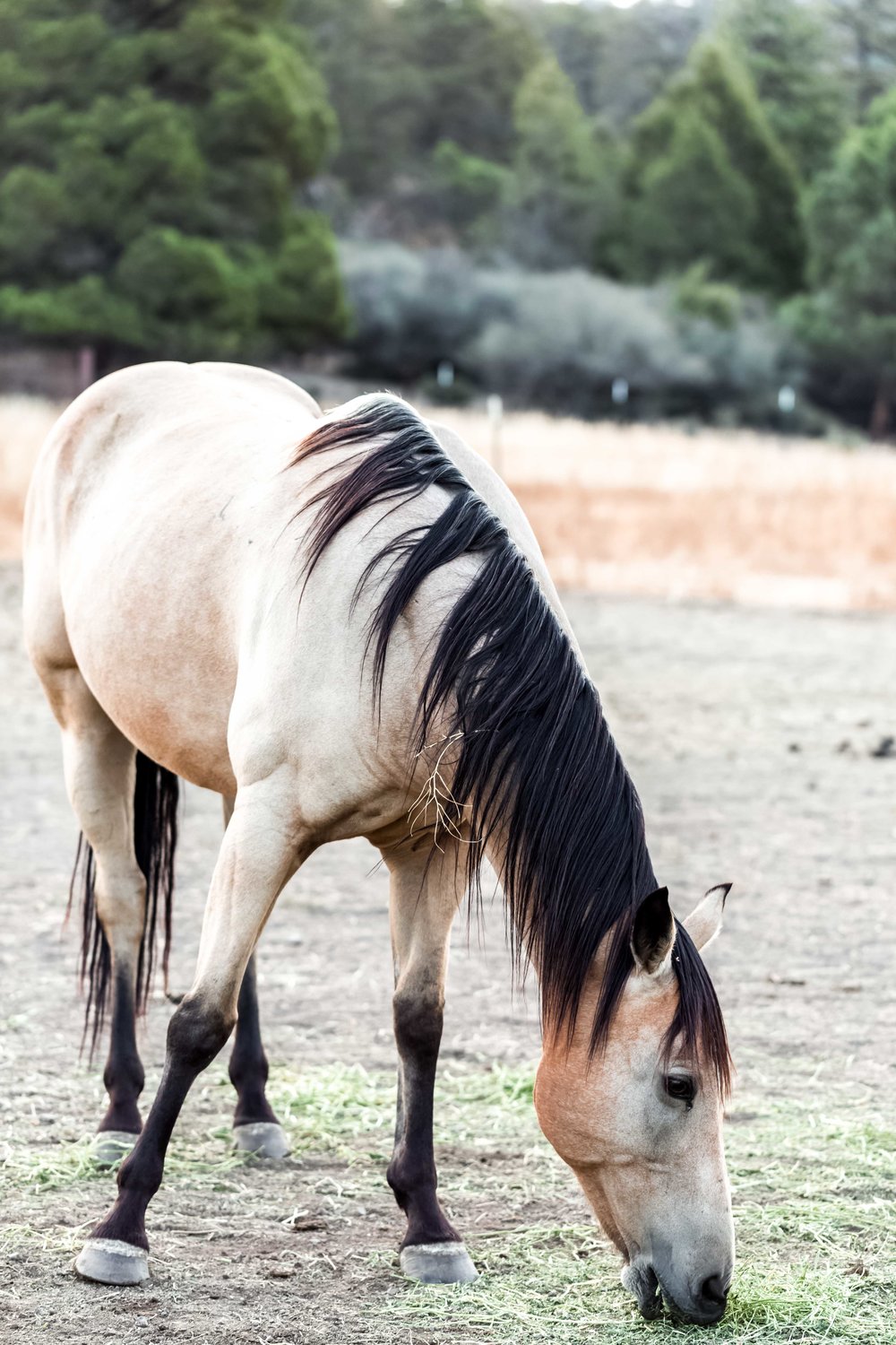 farm horse