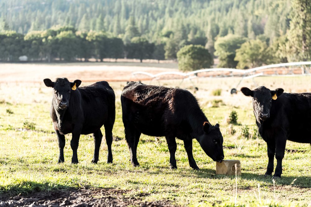 black angus cows five marys farm camp with american lamb cooking with cocktail rings