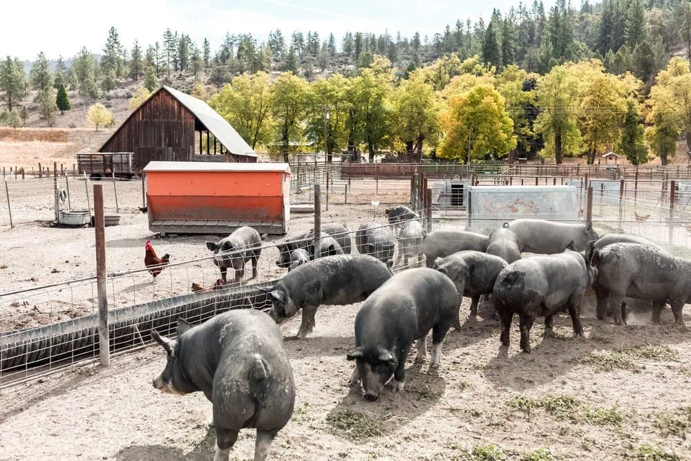 five marys farm camp with american lamb cooking with cocktail rings pigs