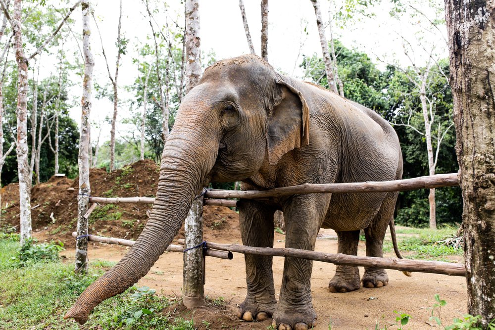 elephant sanctuary