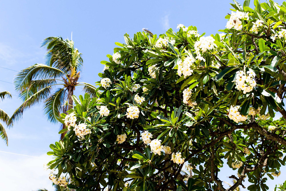 hawaii flowers