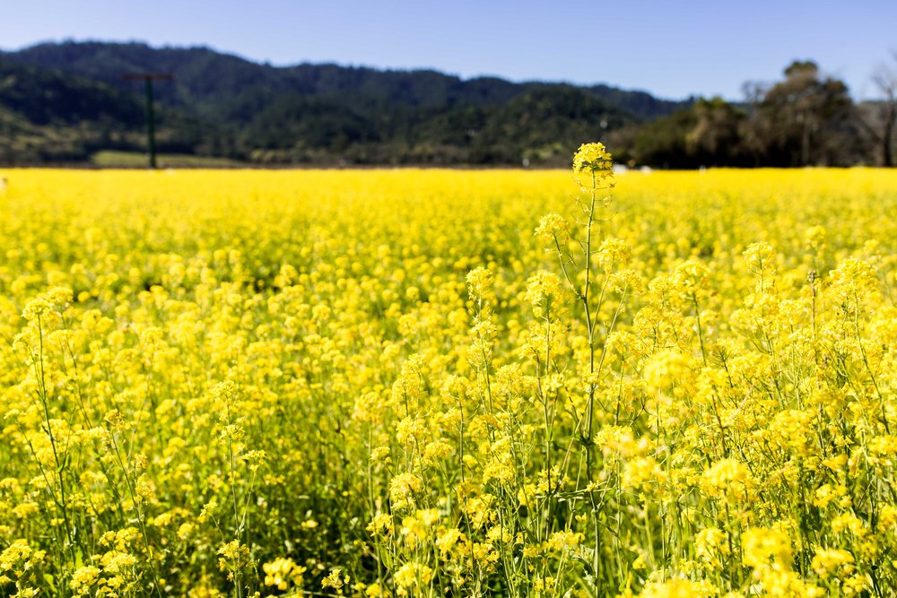 mustard green fields cooking with cocktail rings napa valley