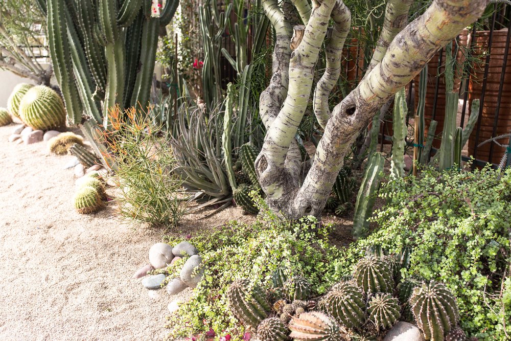 cactus cooking with cocktail rings Arizona