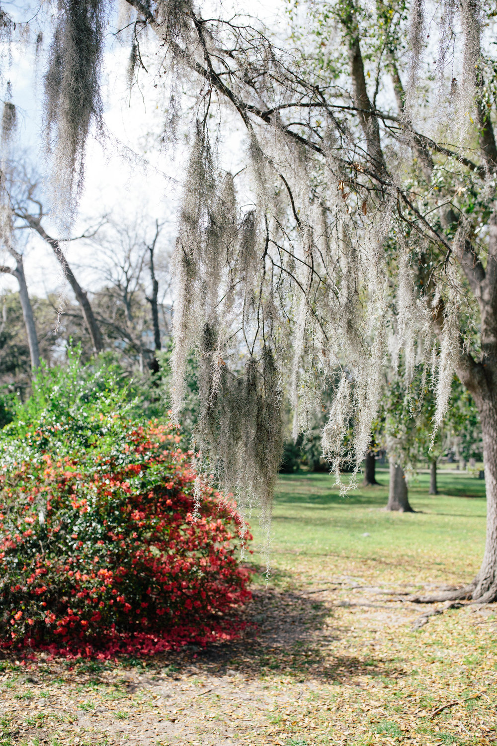 spanish moss savannah georgia