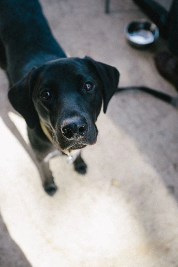 dixie black lab