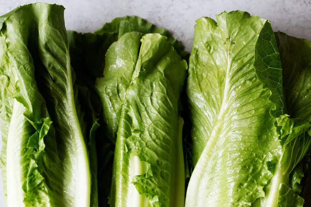 romaine lettuce ingredient shot 