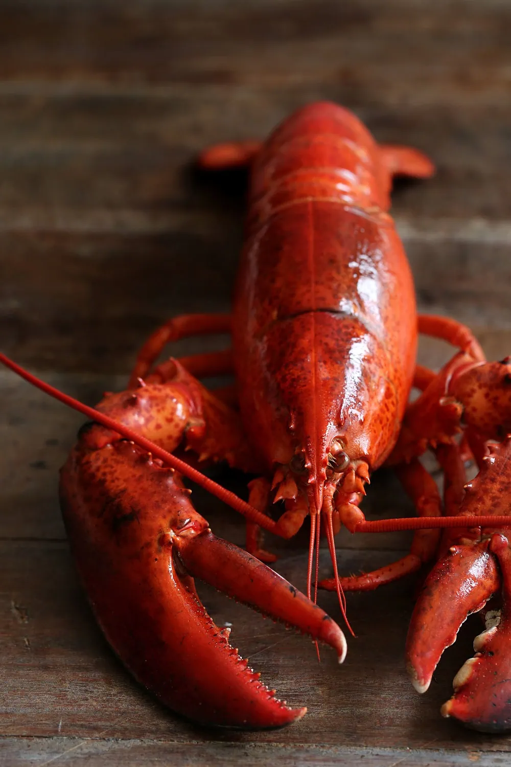 boiled whole lobster