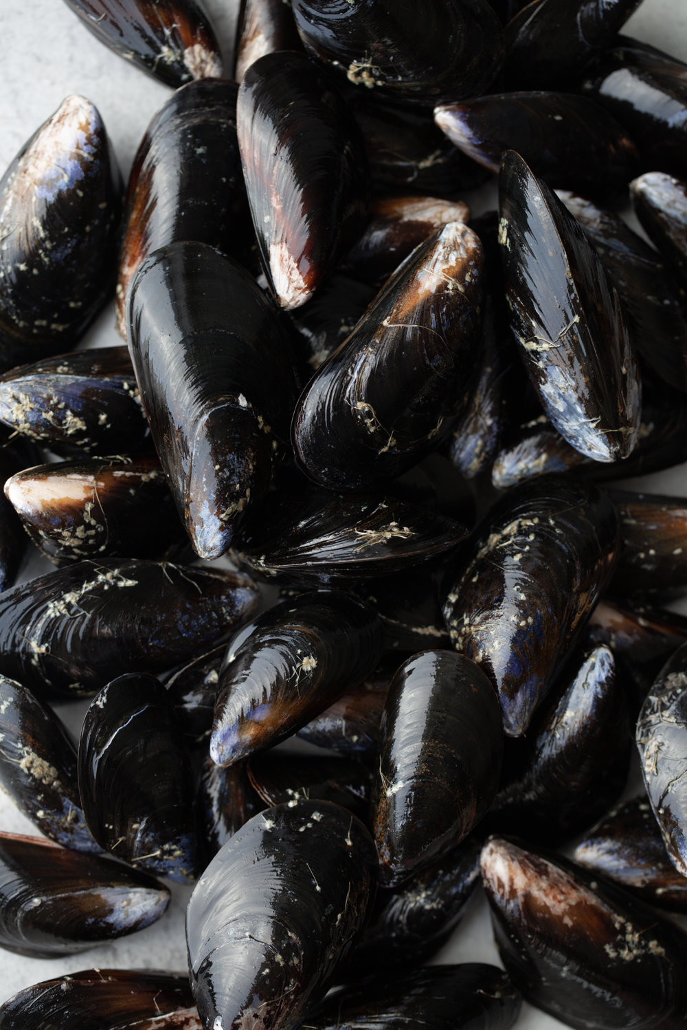 scrubbed mussels