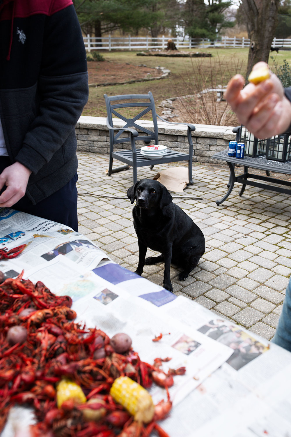 black lab dog watching crawfish boil