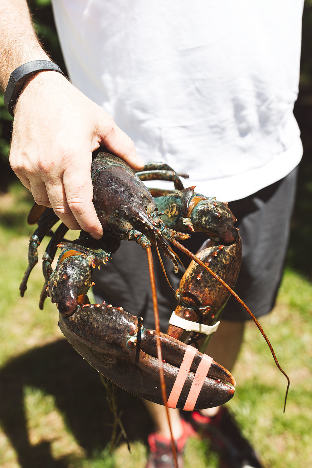 live lobster