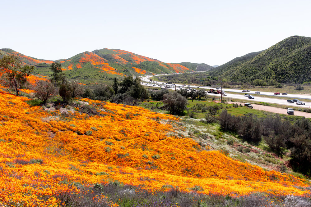 California Daytrip Lake Elsinore Poppy “Super Bloom” Cooking with