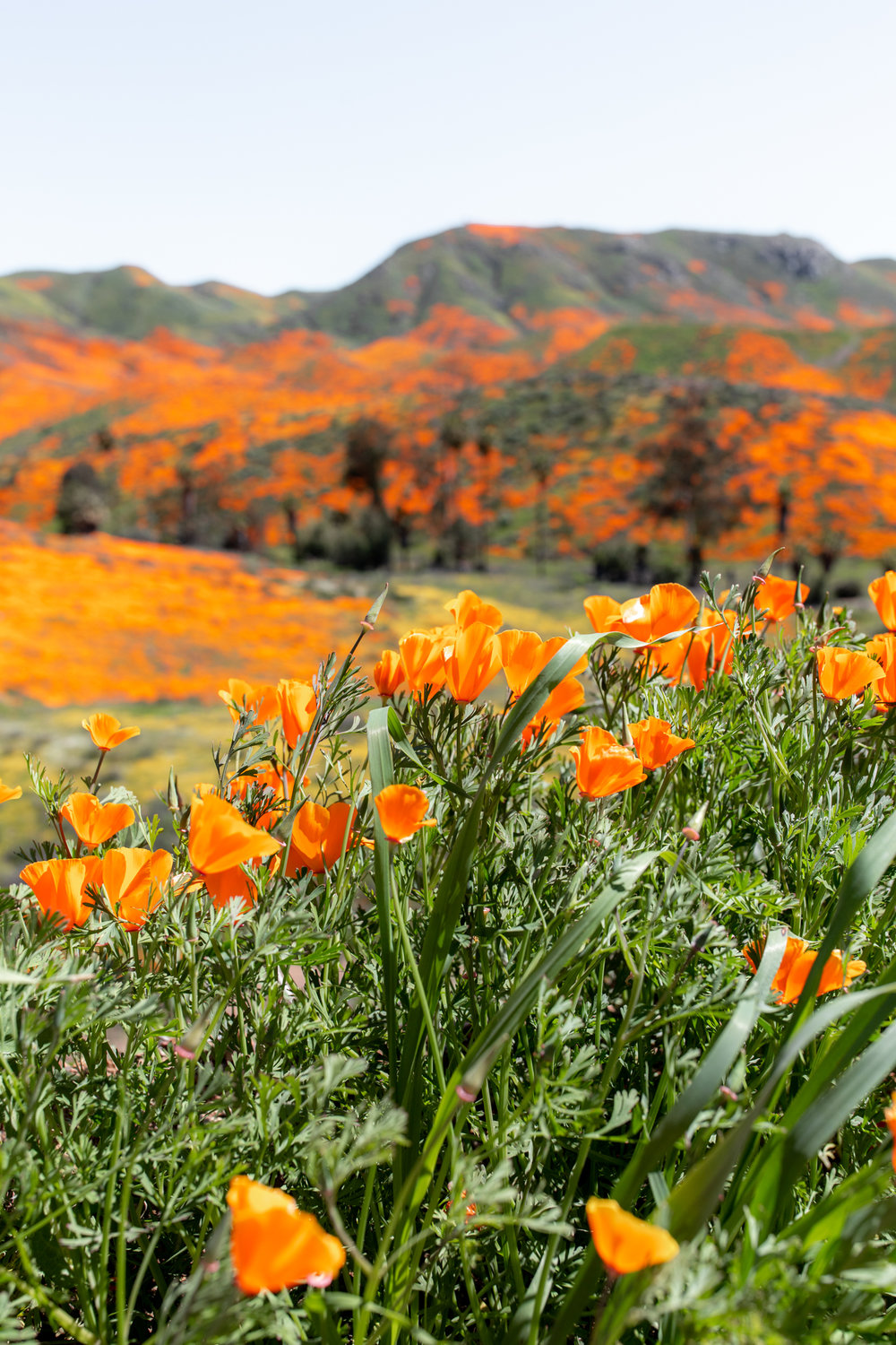 Lake Elsinore Poppy Super Bloom California