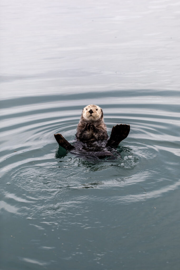 Cordova Alaska with Copper River Salmon Experience