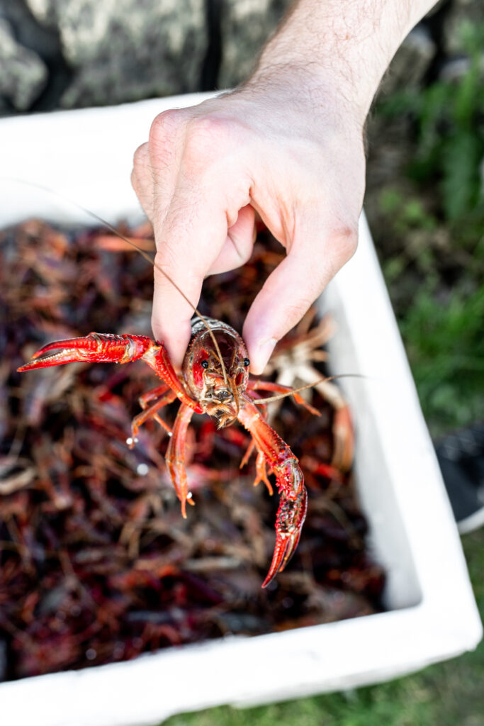 closeup crawfish in hand