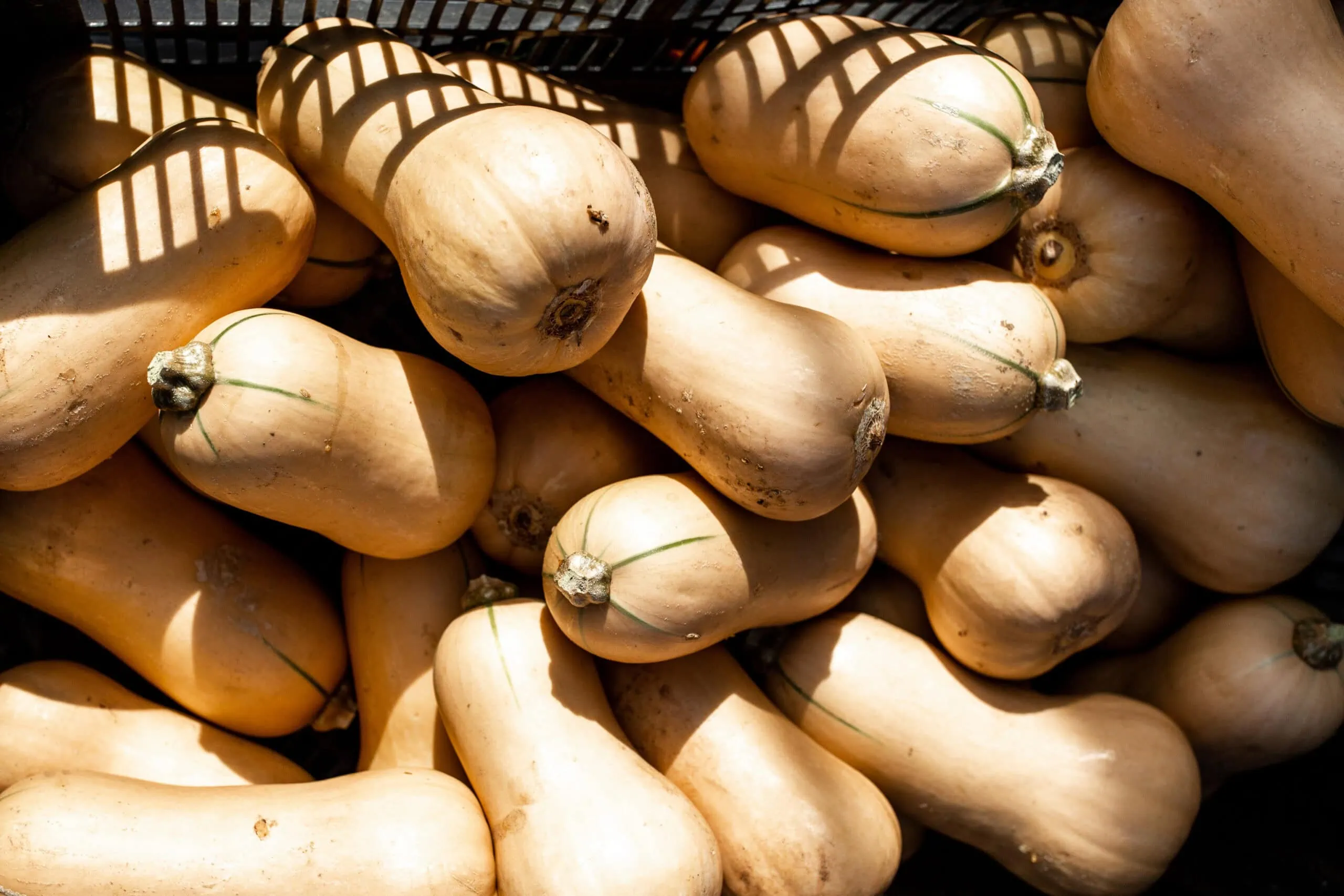 Featured Recipe Image