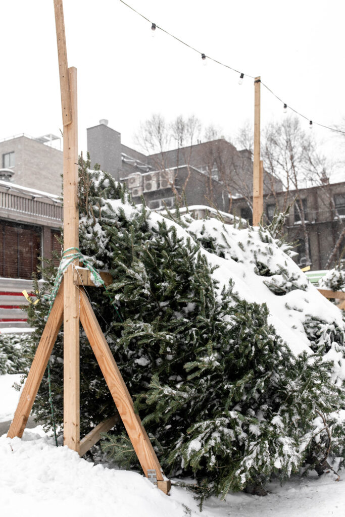 snow on christmas trees