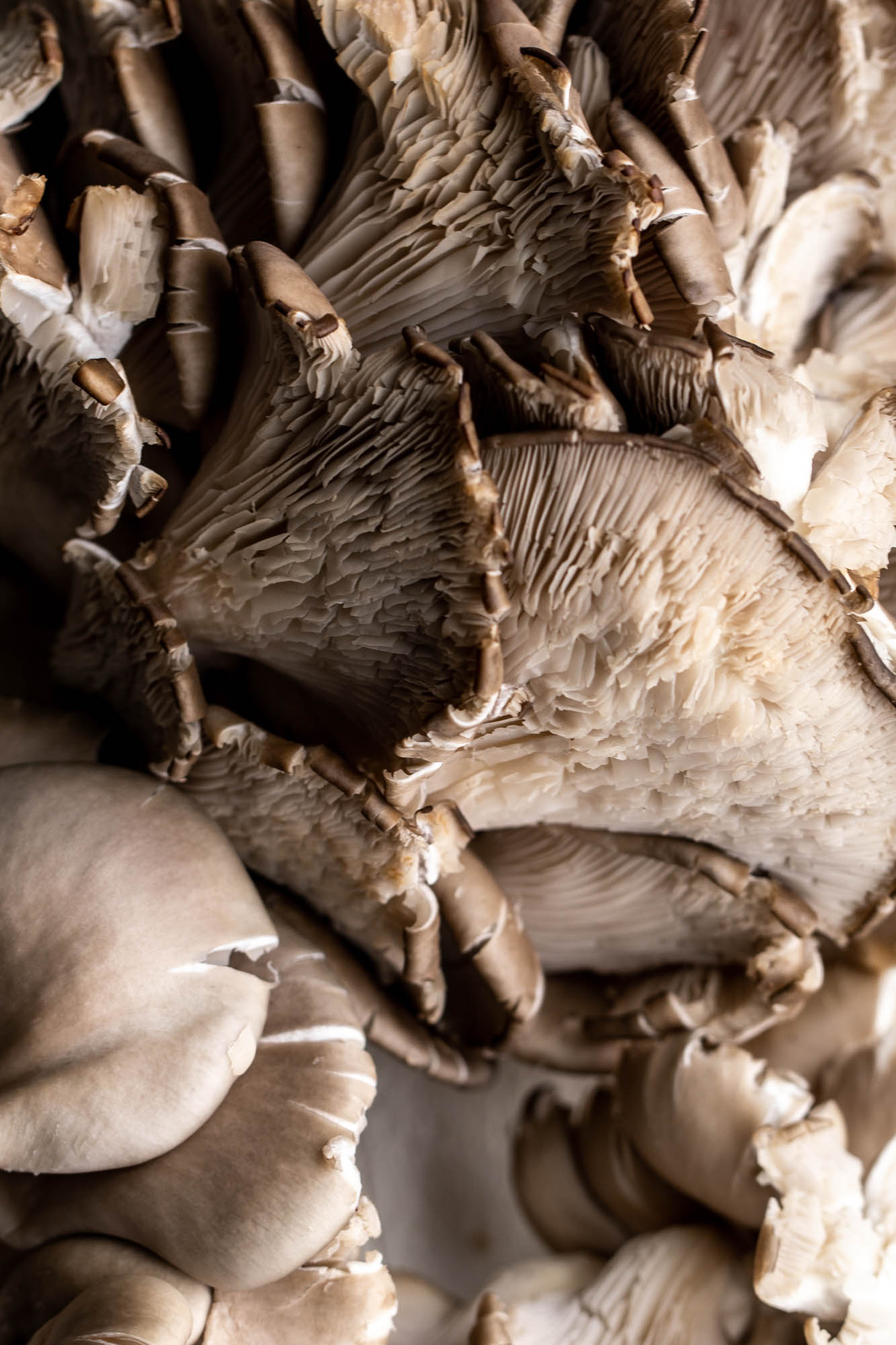 fresh oyster mushrooms for crispy adobo mushroom tacos.