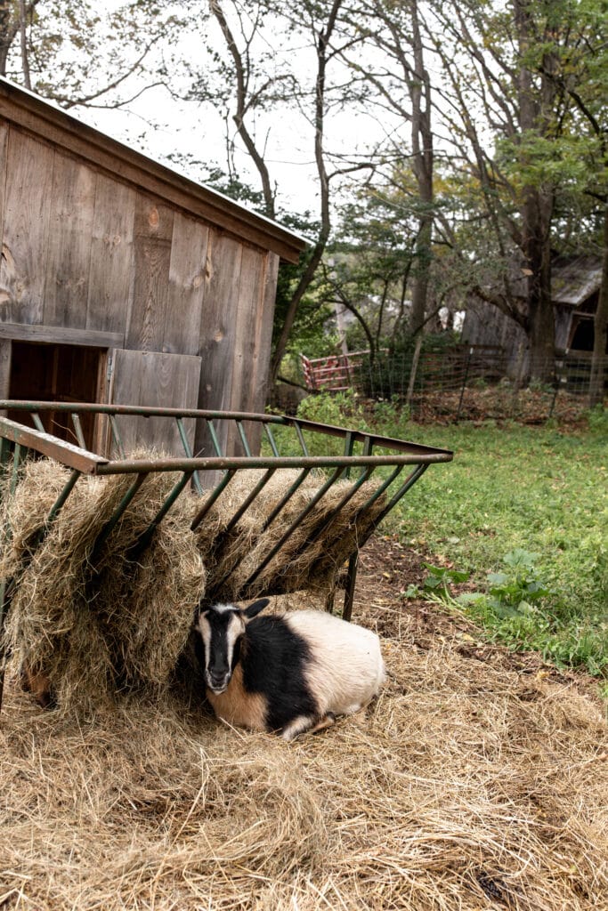 goat in a farm.