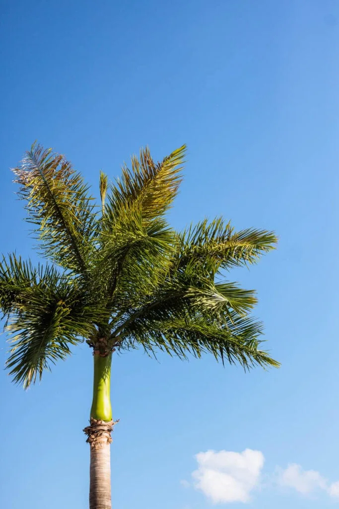 palm tree