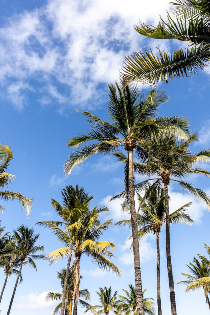 Miami Food Adventure: coconut trees.