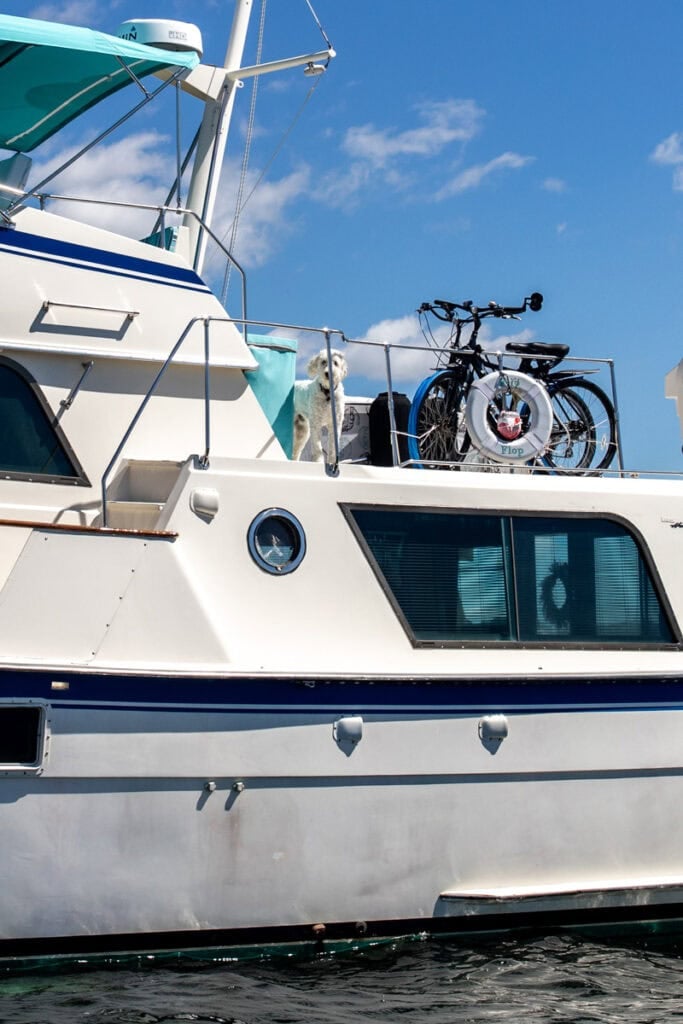 dog standing on white boat.