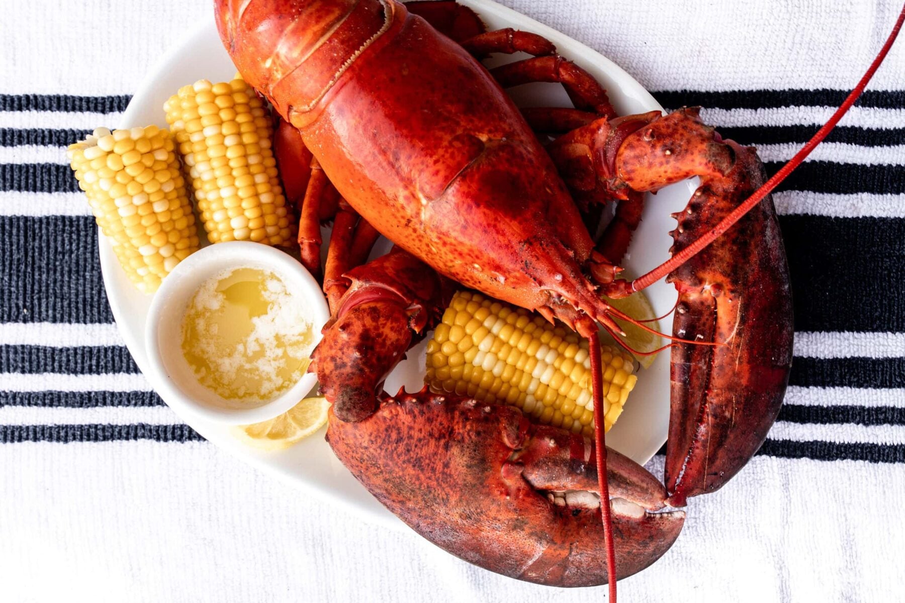 whole cooked maine lobster with corn and drawn butter.