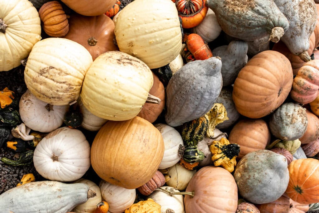 mixed colors of pumpkins at pumpkin patch.