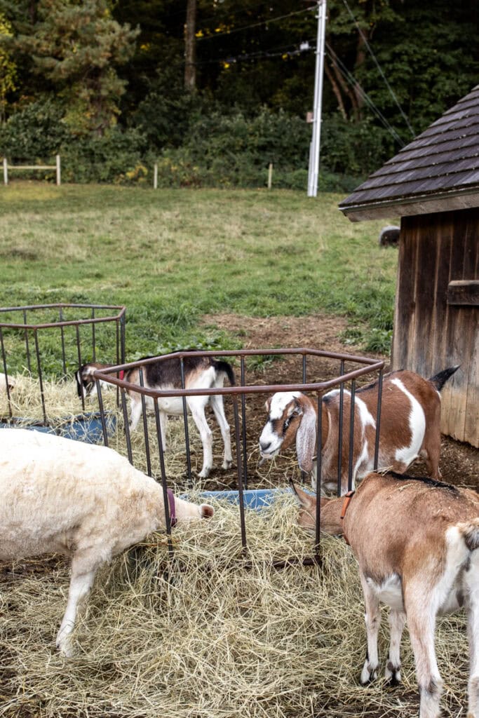 goats eating hay at farm.