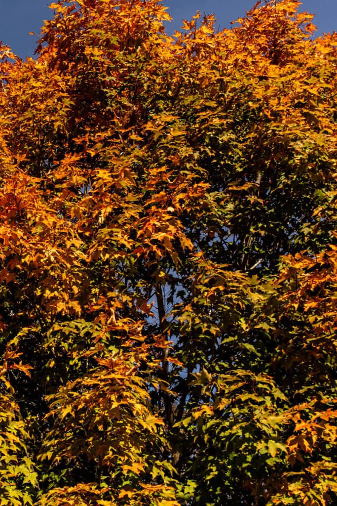 Stunning fall foliage in Burlington, VT during peak leaf-peeping season.
